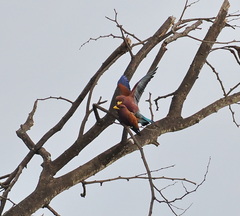 Eurystomus glaucurus