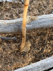 Pterostylis