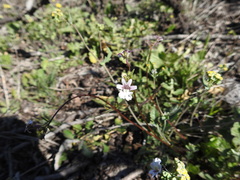 Nemesia bicornis