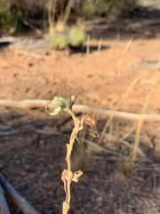 Pterostylis