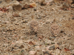 Pterocles bicinctus