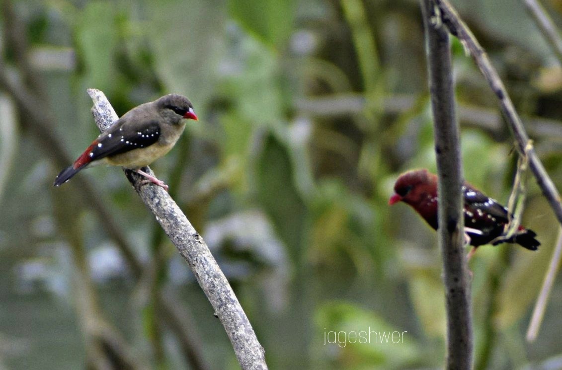 Red Munia