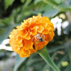 Zygometis xanthogaster