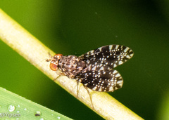 Homoneura euaresta
