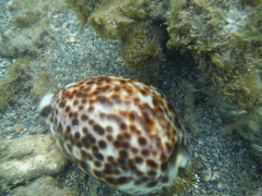 Cypraea tigris