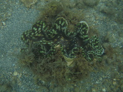 Tridacna