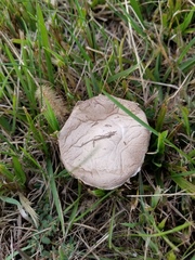 Agaricus braendlei