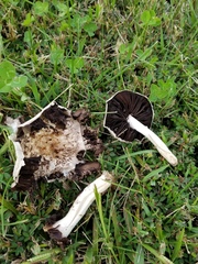 Agaricus braendlei