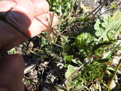 Nemesia bicornis