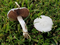Agaricus braendlei