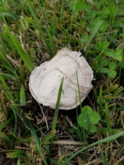 Agaricus braendlei