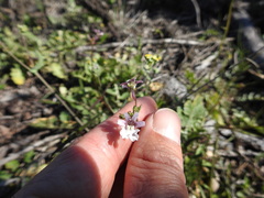 Nemesia bicornis
