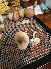 Hygrophorus occidentalis