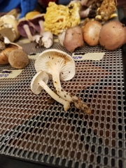 Hygrophorus occidentalis