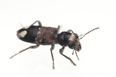 Clerus gilberti