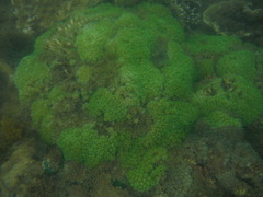 Galaxea fascicularis