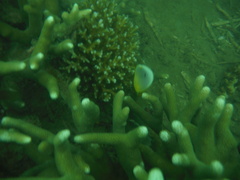 Chaetodon trifasciatus