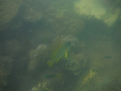 Plectorhinchus gaterinus