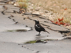 Myrmecocichla arnotti