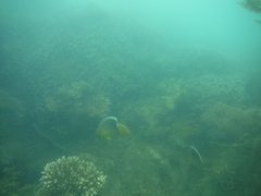 Chaetodon trifasciatus