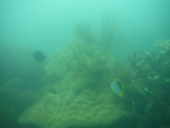 Chaetodon melannotus