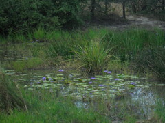 Nymphaea nouchali