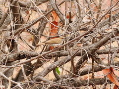 Calamonastes stierlingi