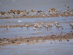 Calidris tenuirostris