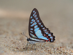 Graphium eurypylus