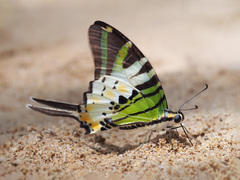 Graphium antiphates