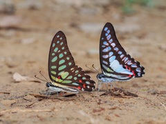 Graphium arycles