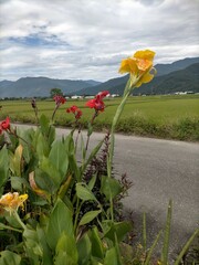Canna × generalis