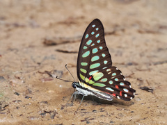 Graphium arycles