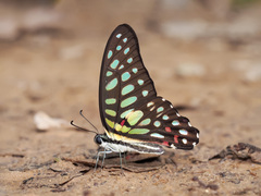 Graphium arycles