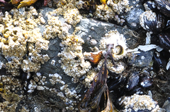 Semibalanus cariosus