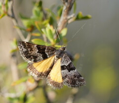 Dichromodes ainaria