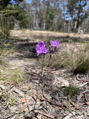 Thysanotus tuberosus