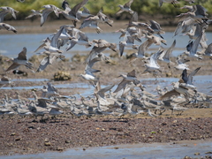 Calidris tenuirostris