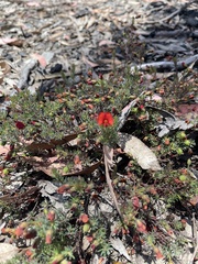 Gompholobium uncinatum