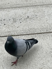 Columba livia domestica