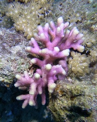 Stylophora subseriata
