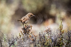 Calamanthus campestris