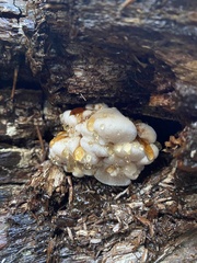 Fuscopostia fragilis