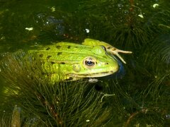 Pelophylax