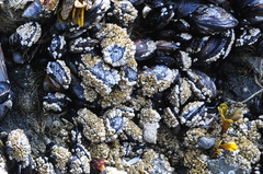 Semibalanus cariosus