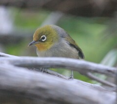 Zosterops lateralis tephropleurus