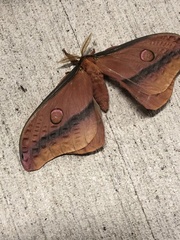 Opodiphthera loranthi