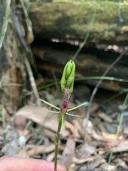 Cryptostylis leptochila