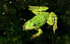 Pelophylax