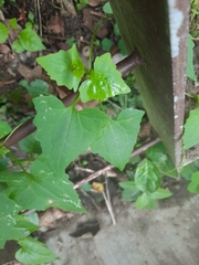 Mikania micrantha
